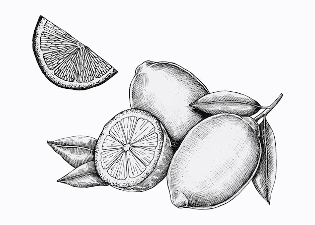 Dibujos de limones para colorear