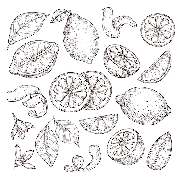 Dibujos de limones para colorear