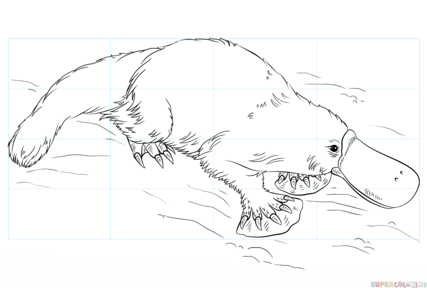 Dibujos de ornitorrinco para colorear