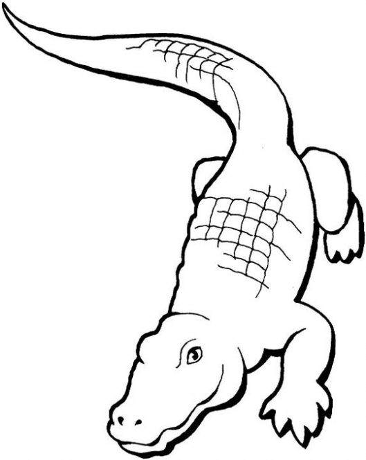 Dibujos de animales reptan para colorear