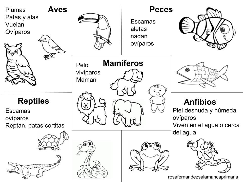 Dibujos de animales reptan para colorear