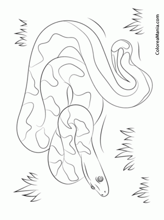 Dibujos de animales reptan para colorear