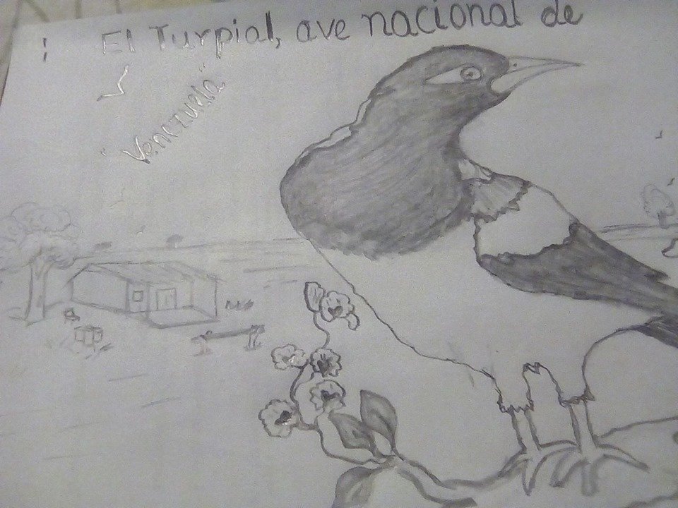 Dibujos de turpial ave nacional para colorear vsun
