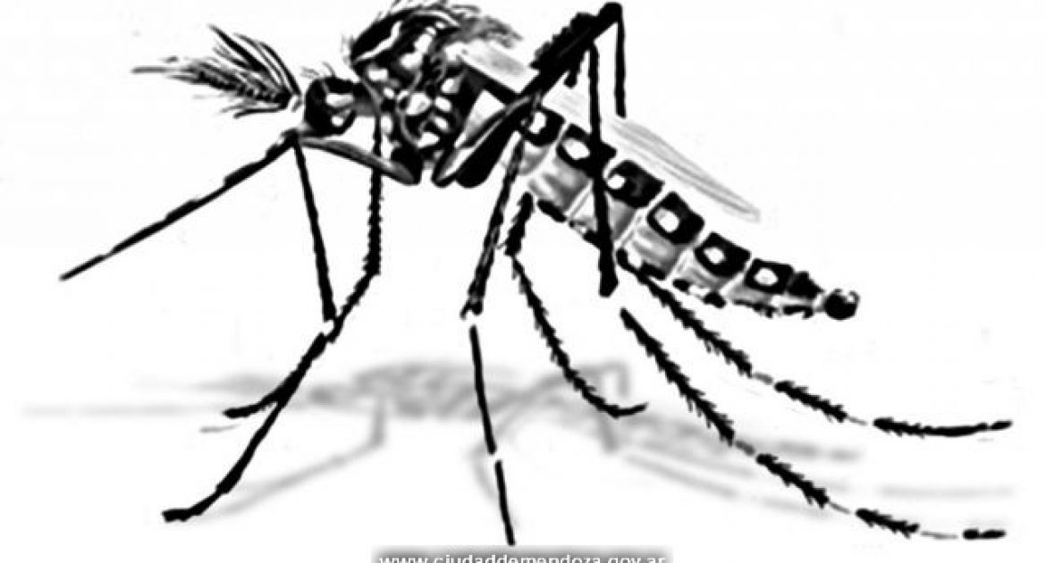 Dibujos de dengue para colorear