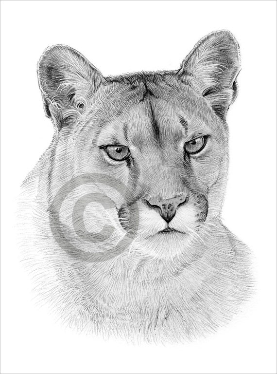 Dibujos de puma para colorear
