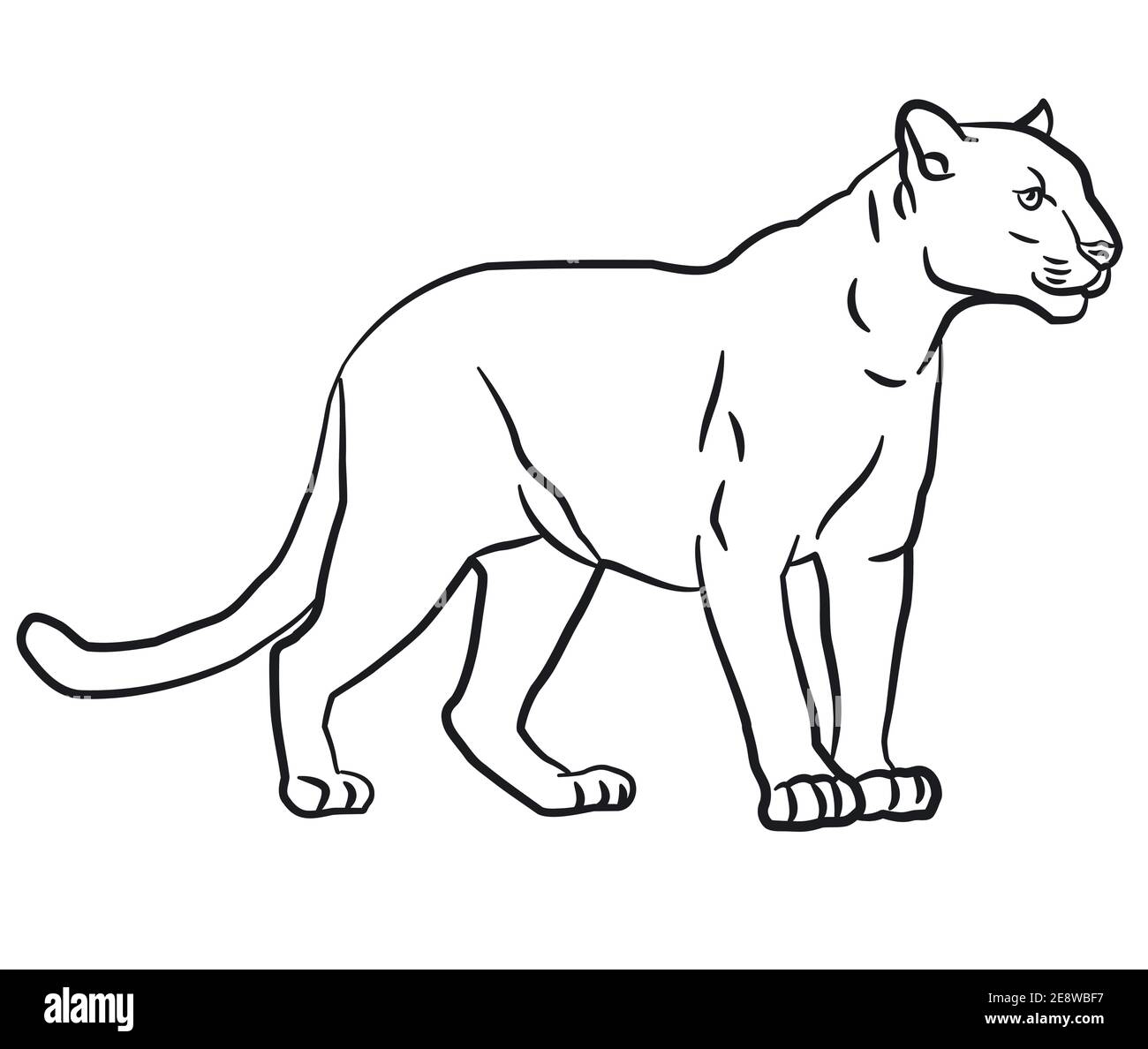 Dibujos de puma para colorear