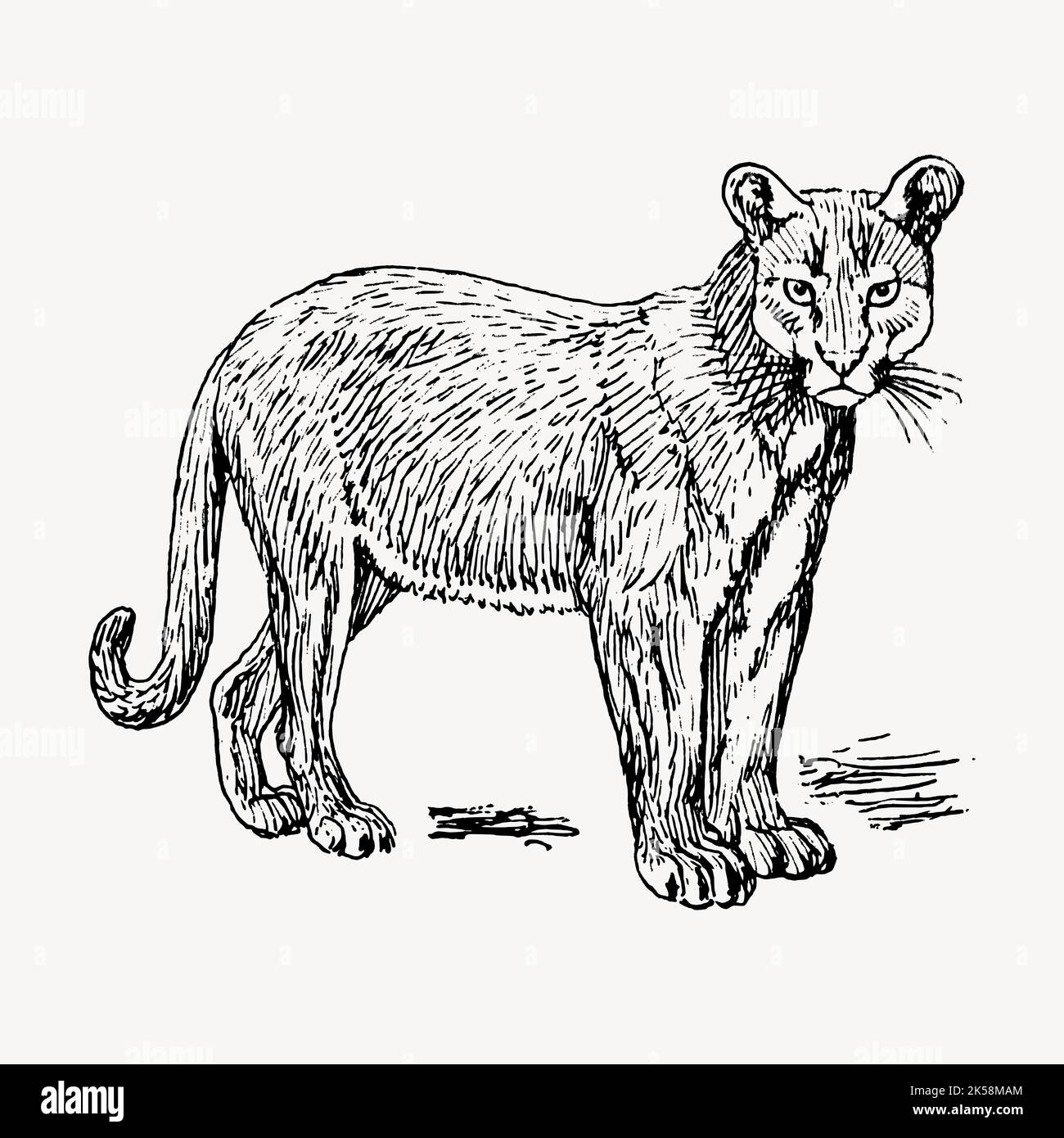 Dibujos de puma para colorear