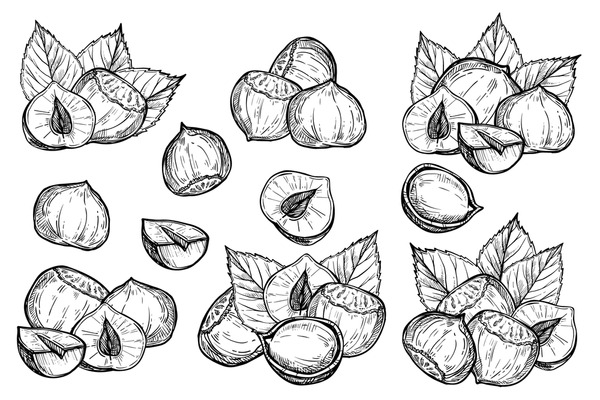 Dibujos de avellanas para colorear | vsun