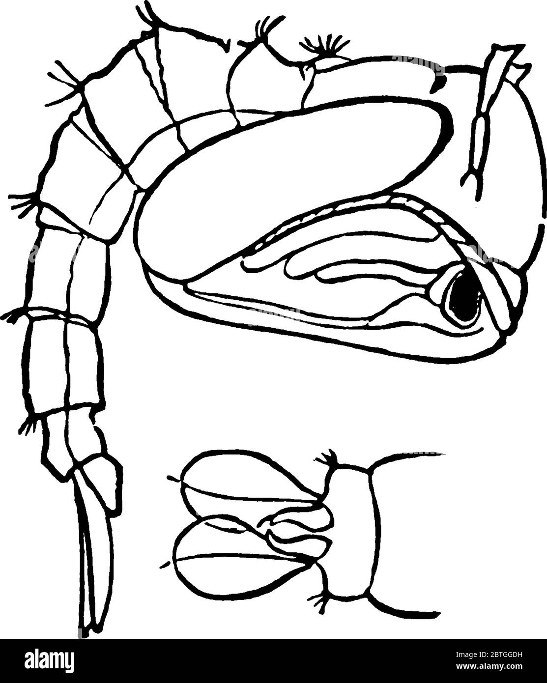 Dibujos de pupa para colorear