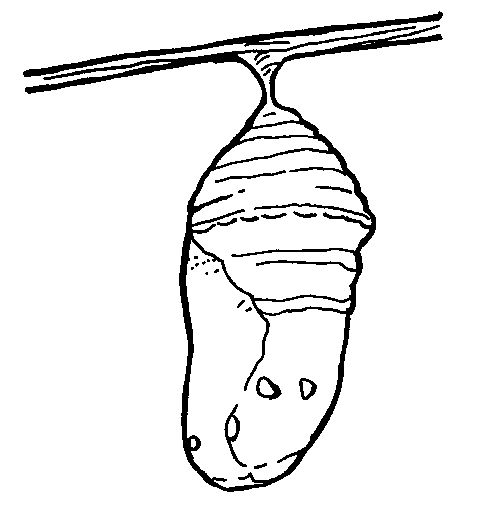 Dibujos de pupa para colorear