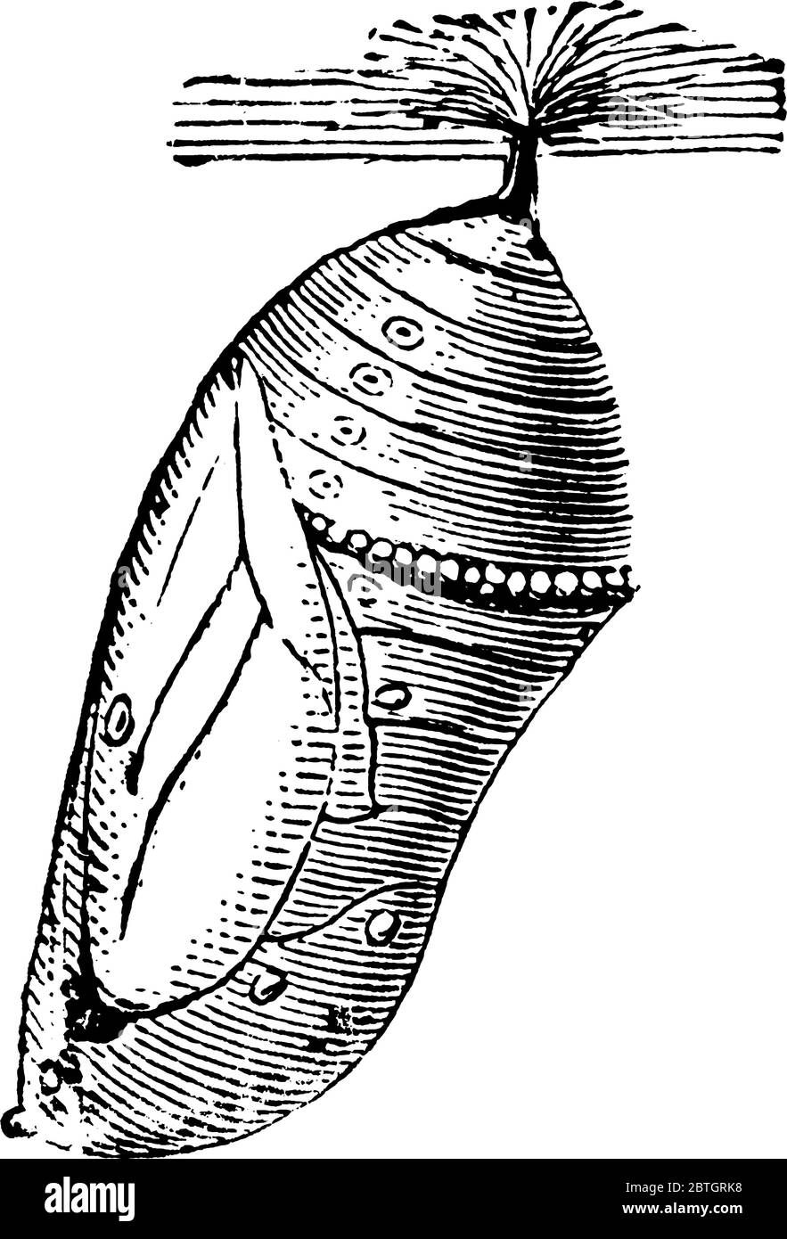 Dibujos de pupa para colorear
