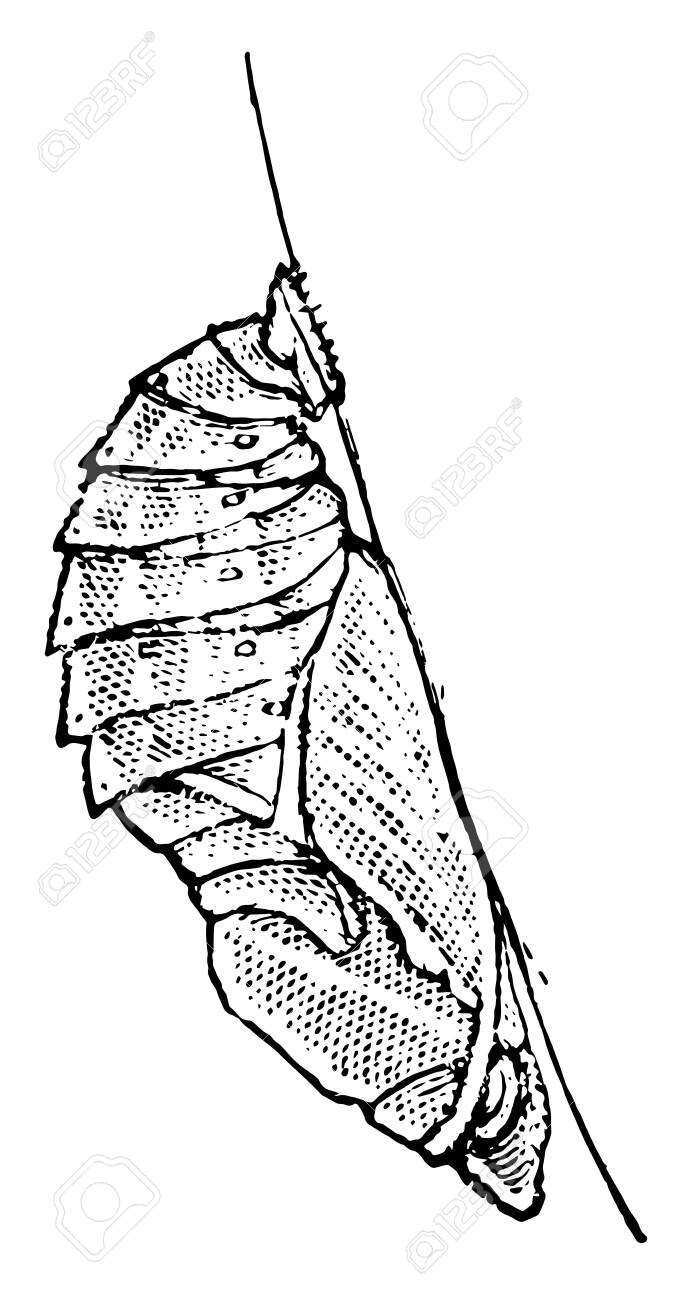 Dibujos de pupa para colorear
