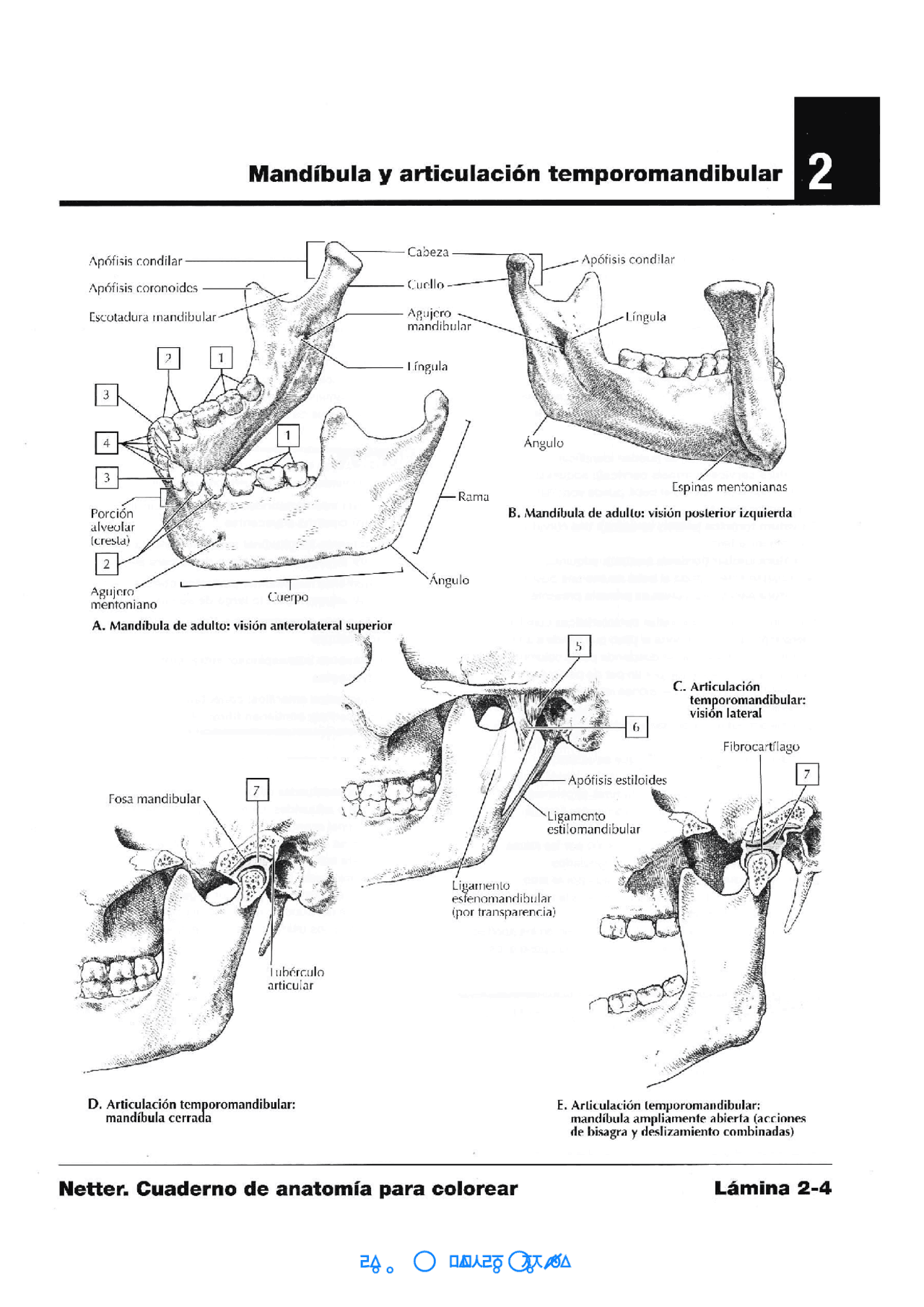 Dibujos de netter cuaderno anatomia descargar para colorear