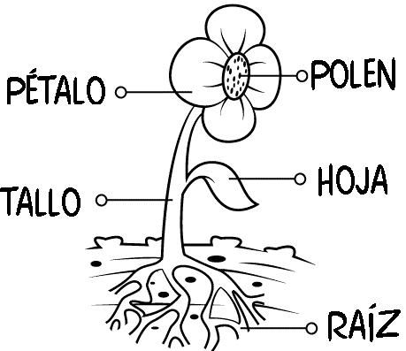 Dibujos de partes flor niños para colorear